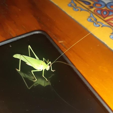 African Bush Escape マールロス・パーク エクステリア 写真