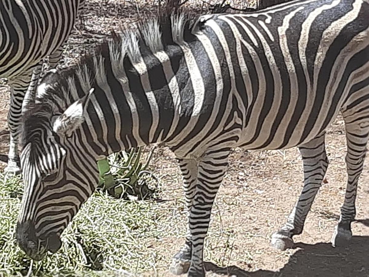 African Bush Escape マールロス・パーク エクステリア 写真