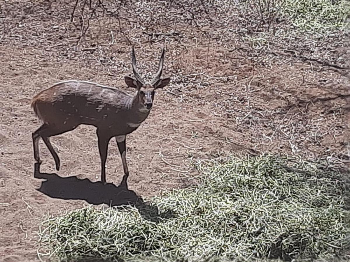 African Bush Escape マールロス・パーク エクステリア 写真