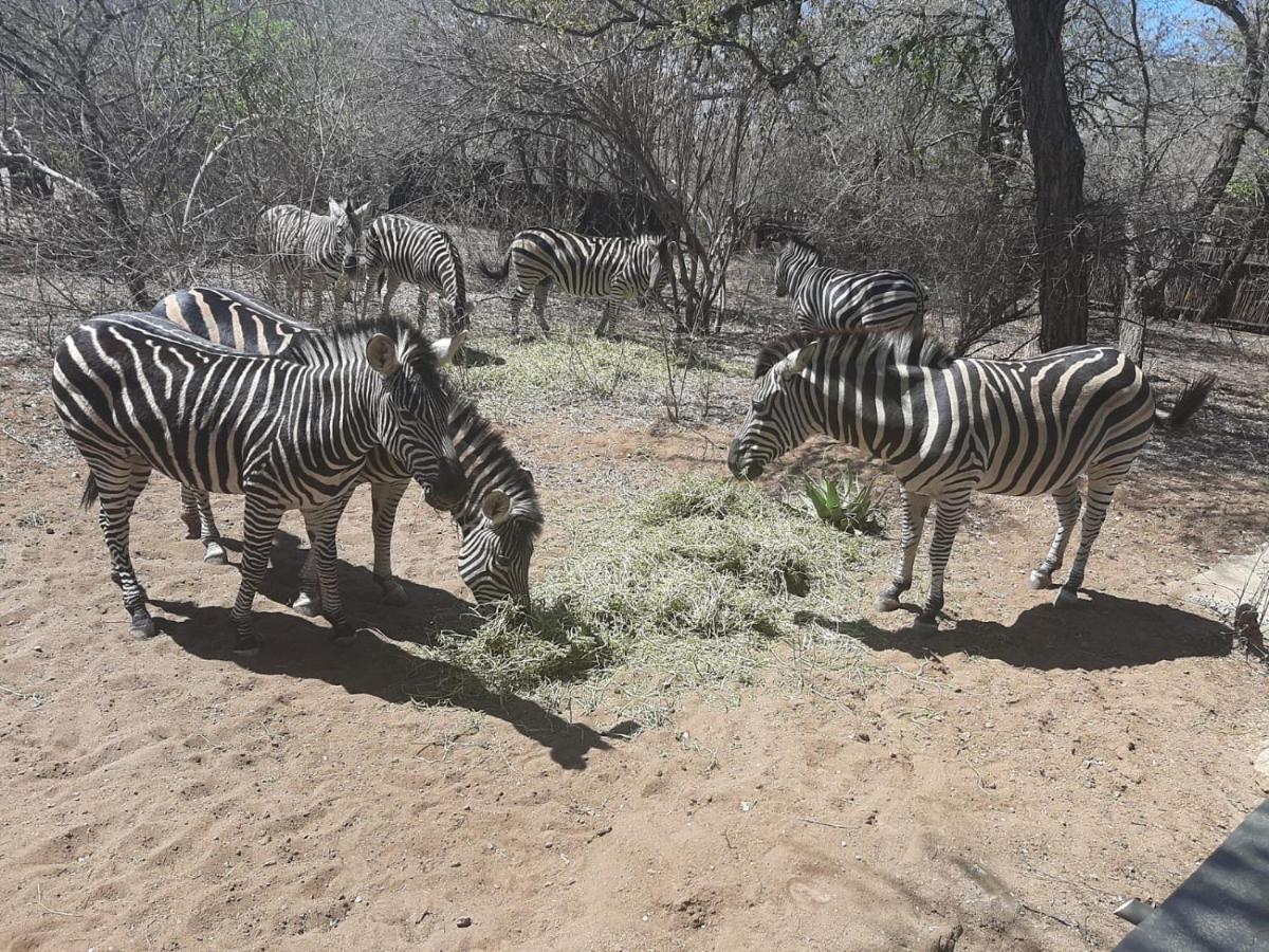 African Bush Escape マールロス・パーク エクステリア 写真