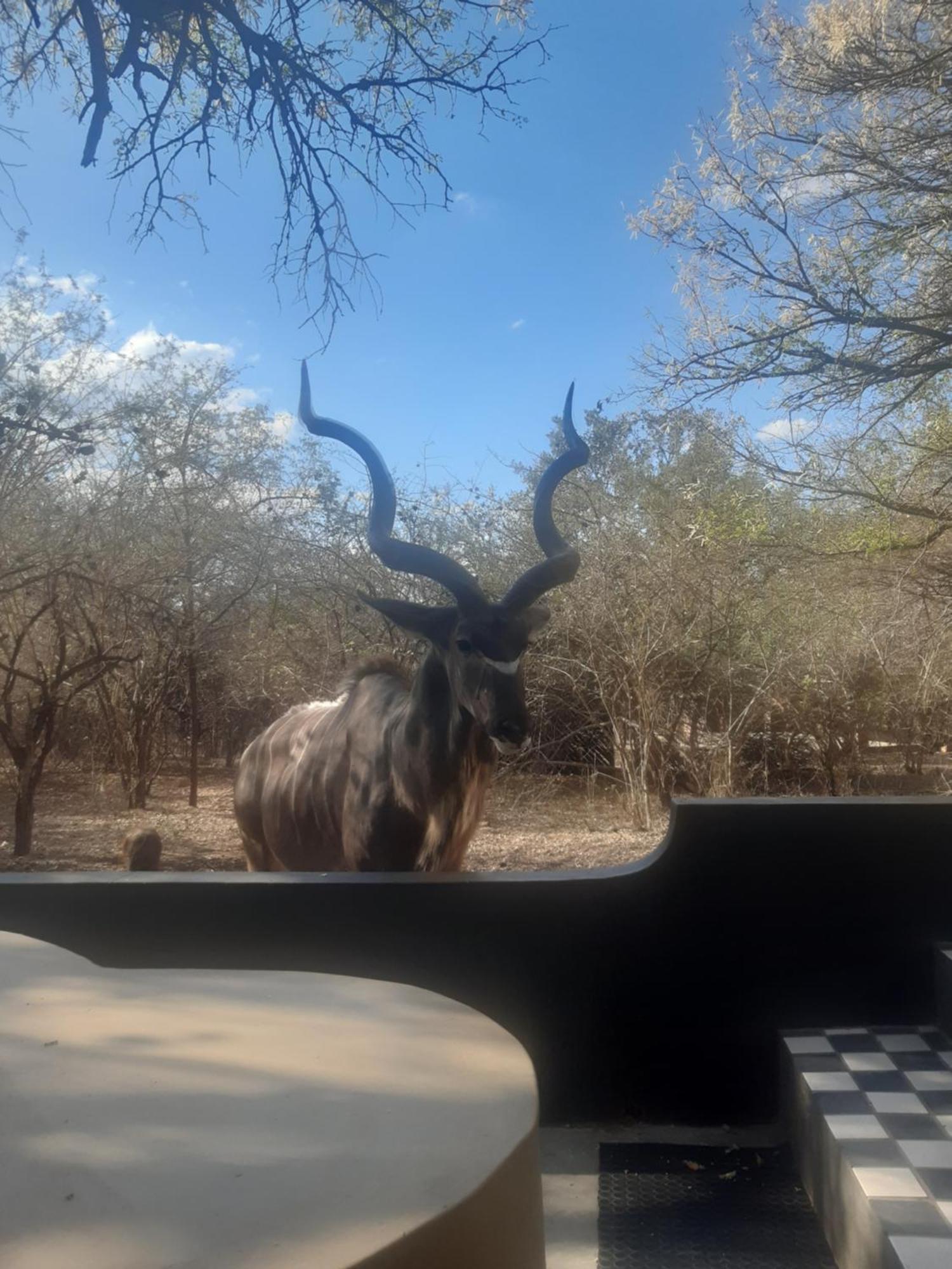 African Bush Escape マールロス・パーク エクステリア 写真