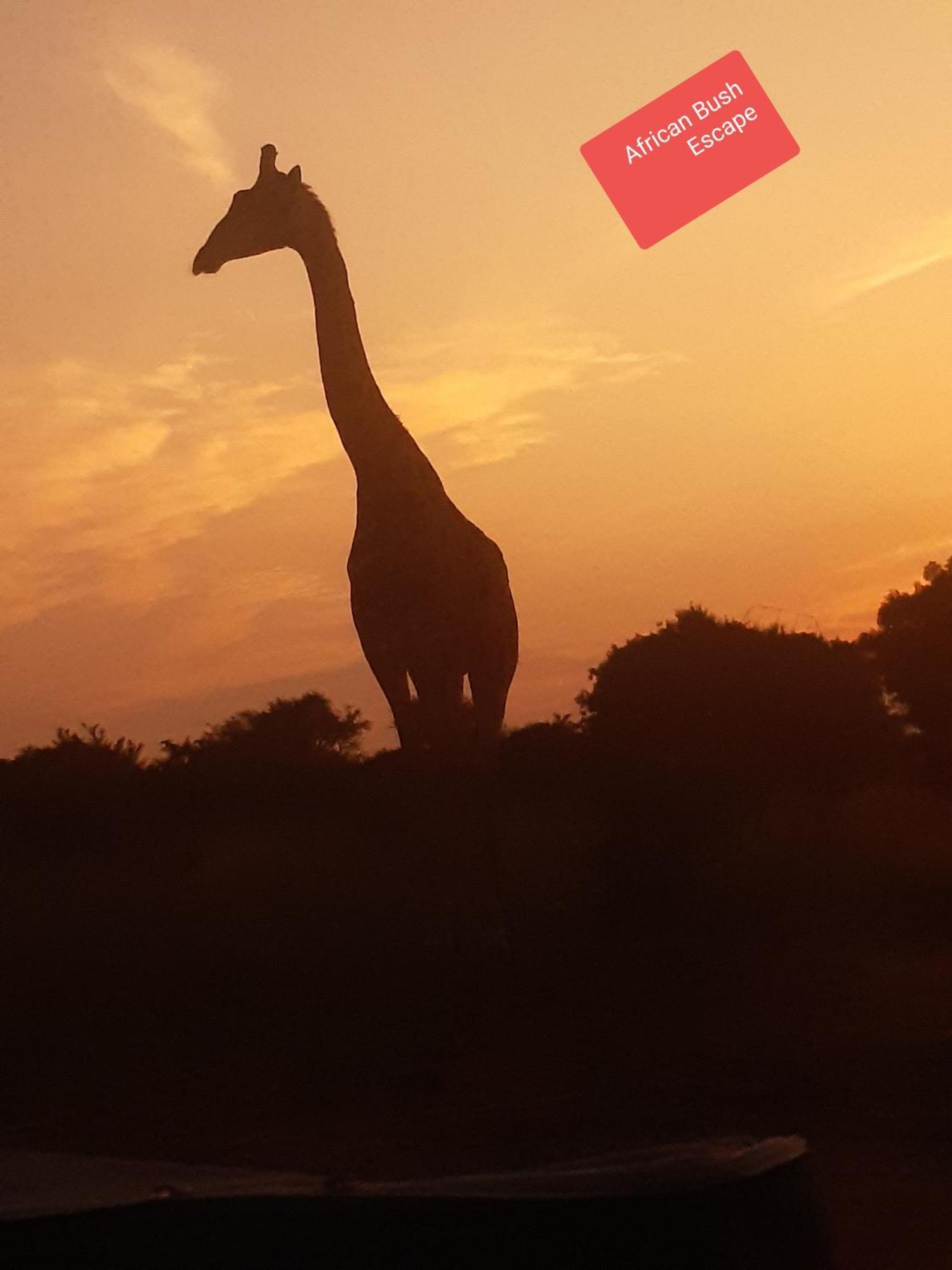 African Bush Escape マールロス・パーク エクステリア 写真