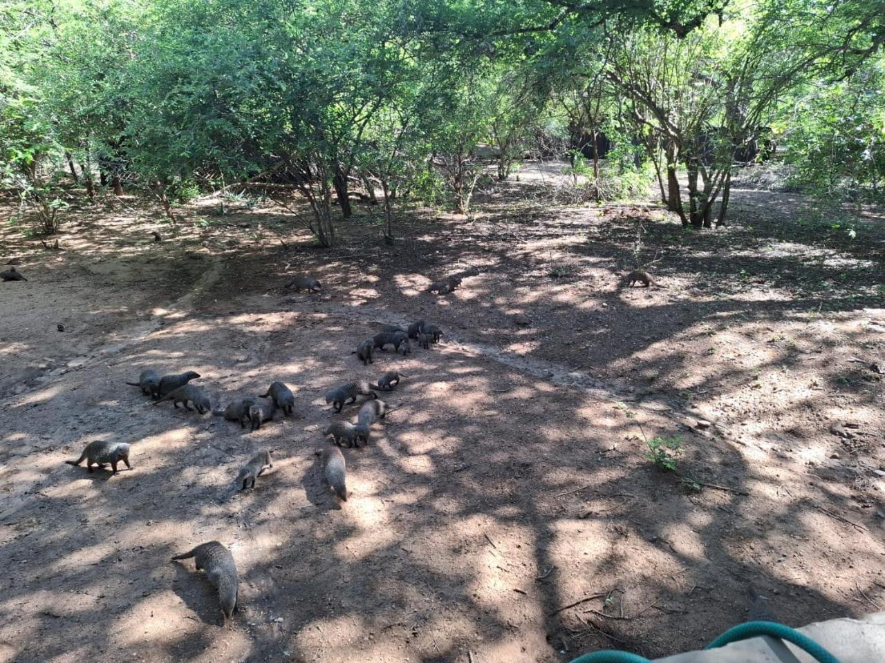 African Bush Escape マールロス・パーク エクステリア 写真