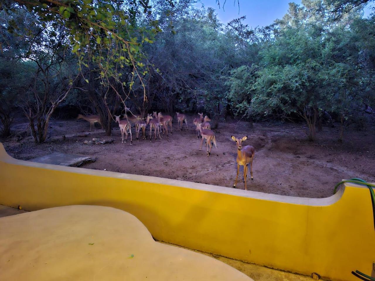 African Bush Escape マールロス・パーク エクステリア 写真