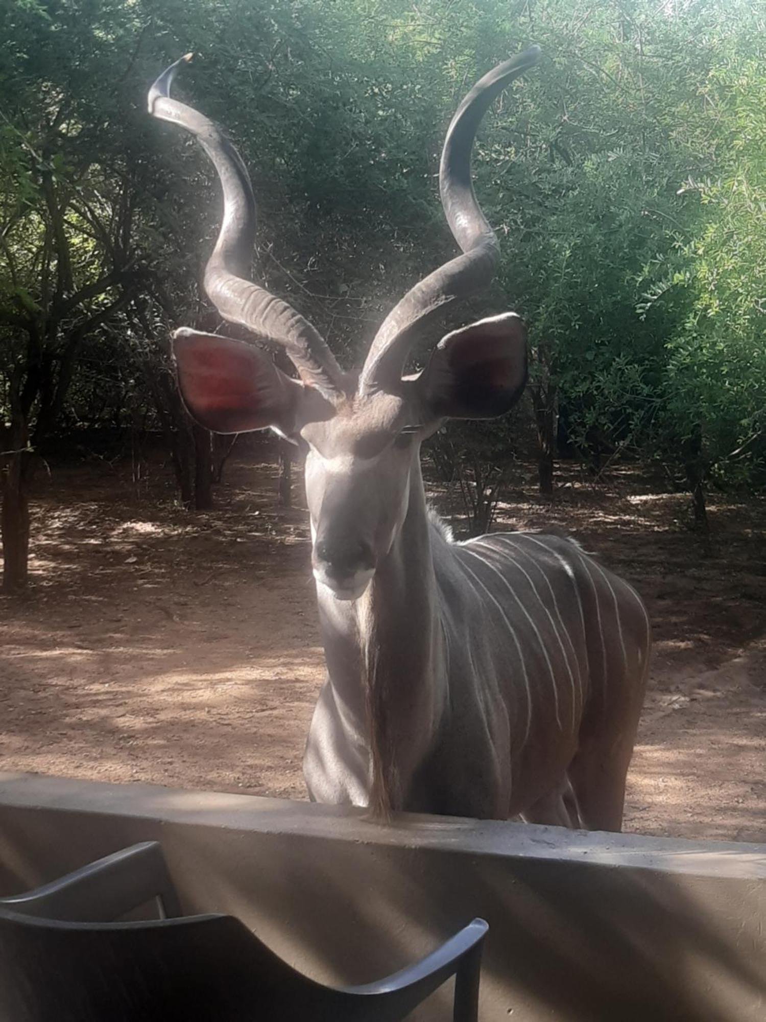 African Bush Escape マールロス・パーク エクステリア 写真