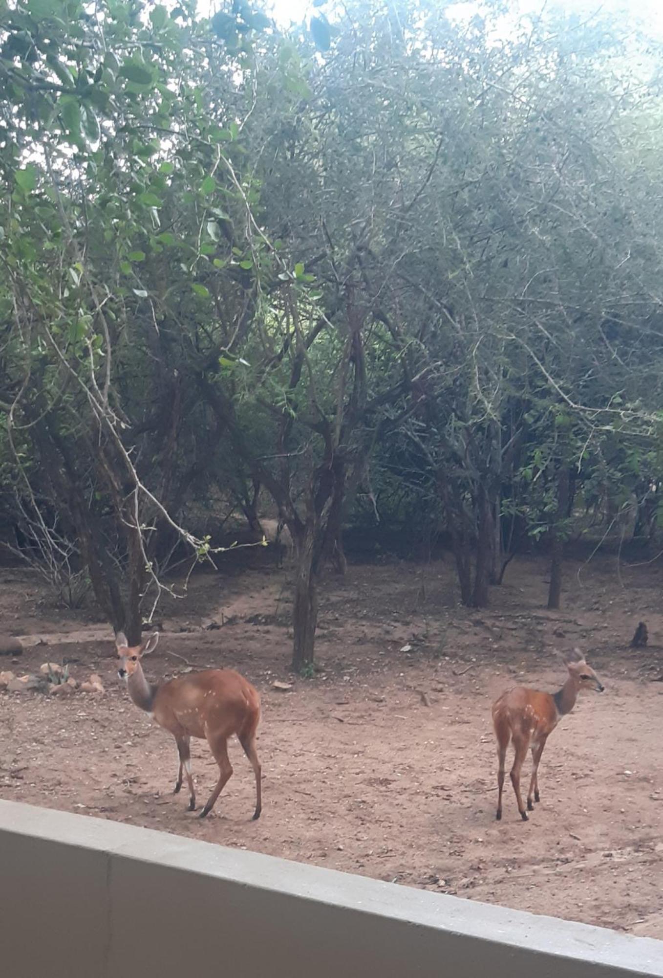 African Bush Escape マールロス・パーク エクステリア 写真