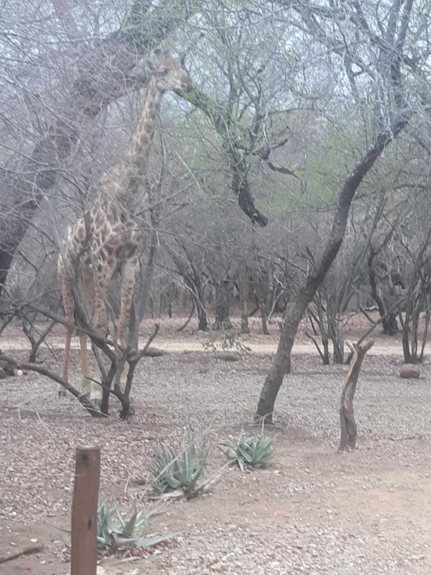 African Bush Escape マールロス・パーク エクステリア 写真